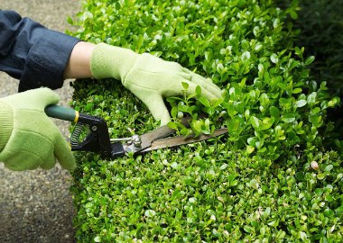 Shrub Trimming Services Penn Yan, NY